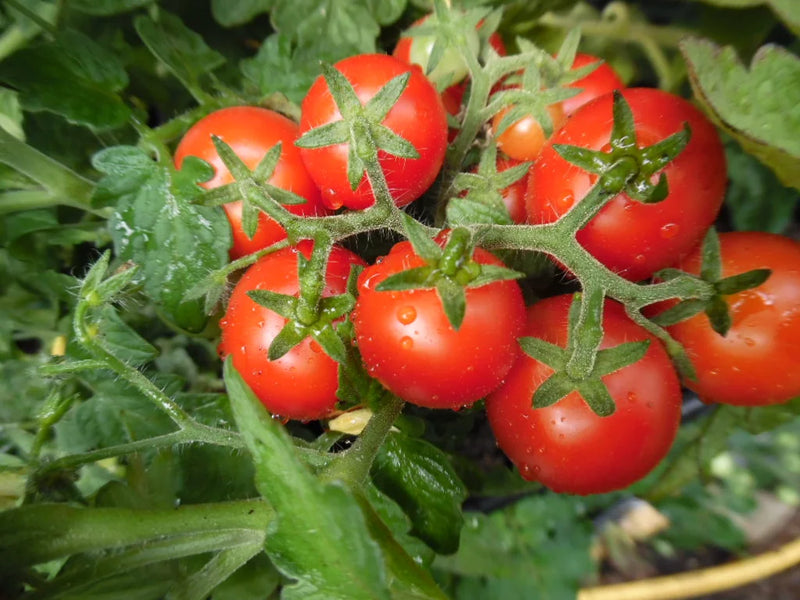 Birdie Rouge Tomato Seeds for Planting  High-Quality Heirloom Tomato Seeds