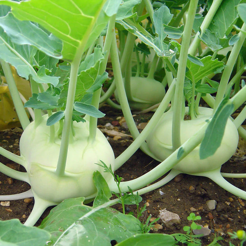 White Kohlrabi Vegetable Seeds for Garden Planting