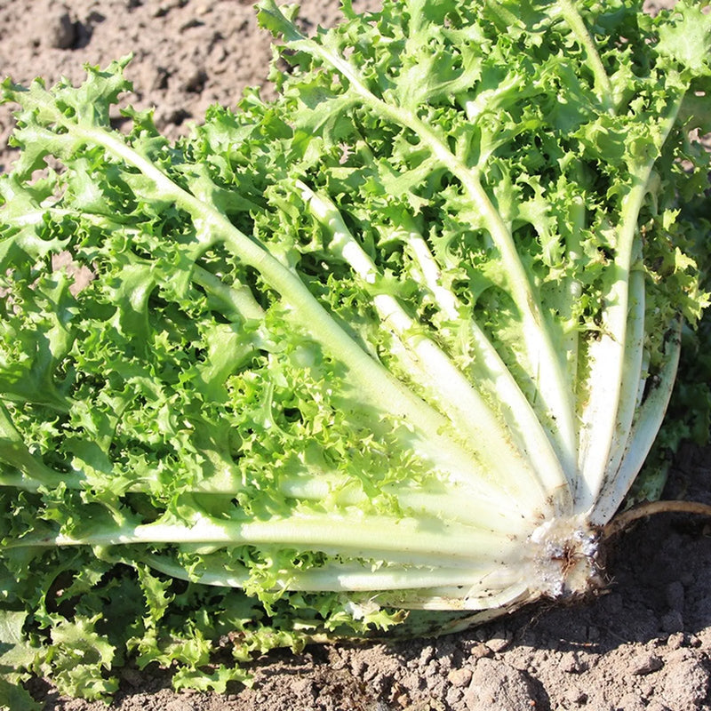 Green Yellow Endive Seeds for Planting Vegetable Garden Starter