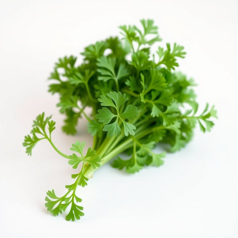 Hamburg Parsley Vegetable Seeds for Easy Planting