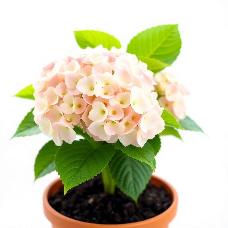 Vanilla Strawberry Hydrangea Seeds for Planting - Beautiful Blooms for Your Garden