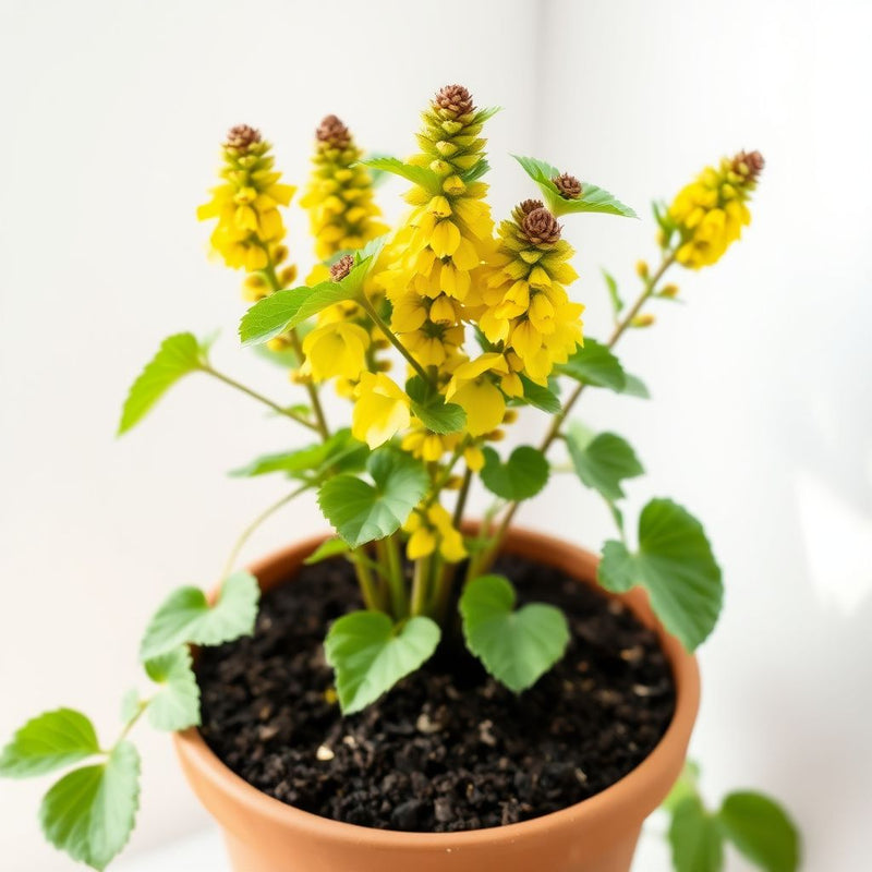 Yellow Woolly Mullein Plant Seeds Planting