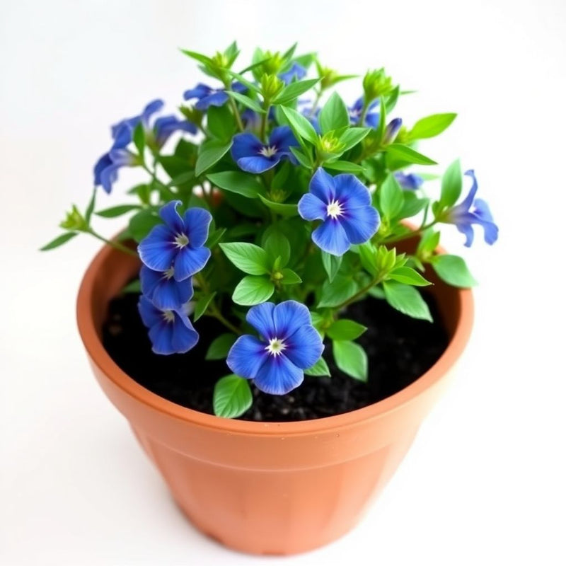 Bluebonnet Seeds for Planting: Grow Beautiful Flowers