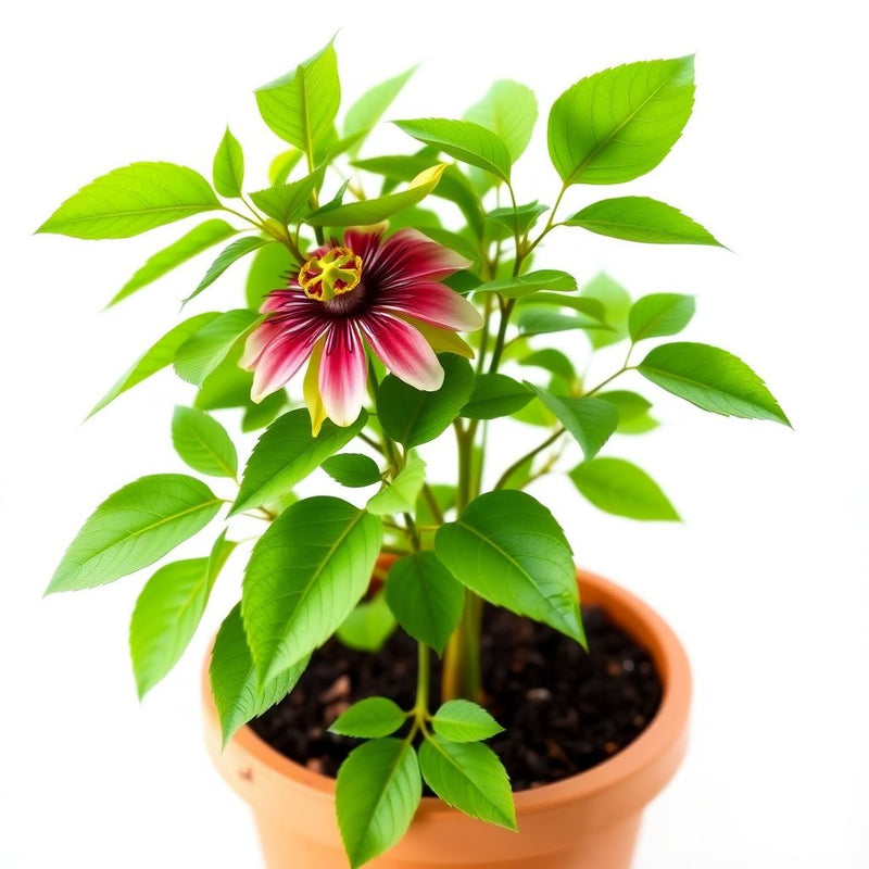 Passiflora Coccinea Flower seeds for Planting Cottage Garden Essential Heirloom & GMO Free Seeds for Home Garden 
 
 Sale