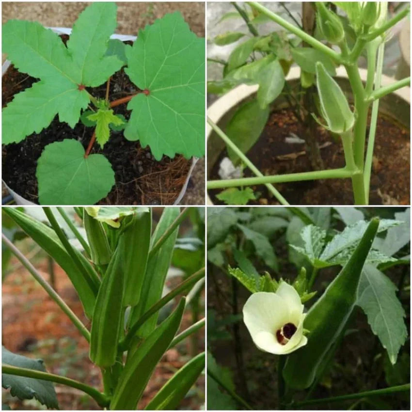 Mature Lady Finger plant with green foliage