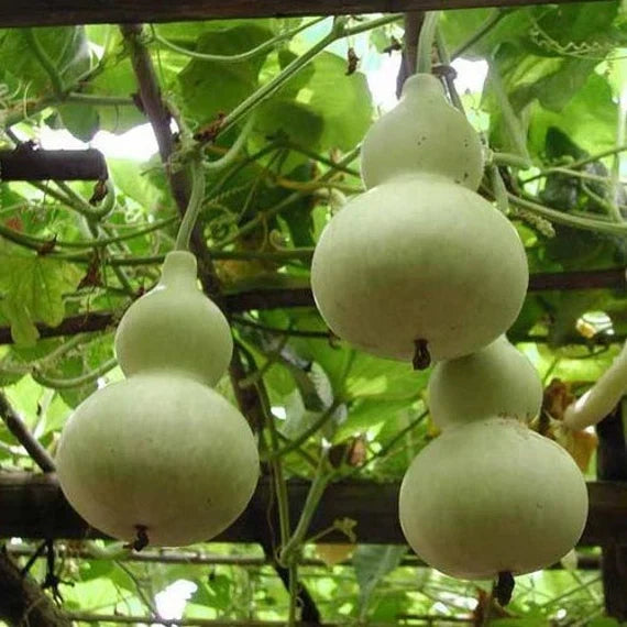 Lagenaria vegetable seeds for planting in home gardens