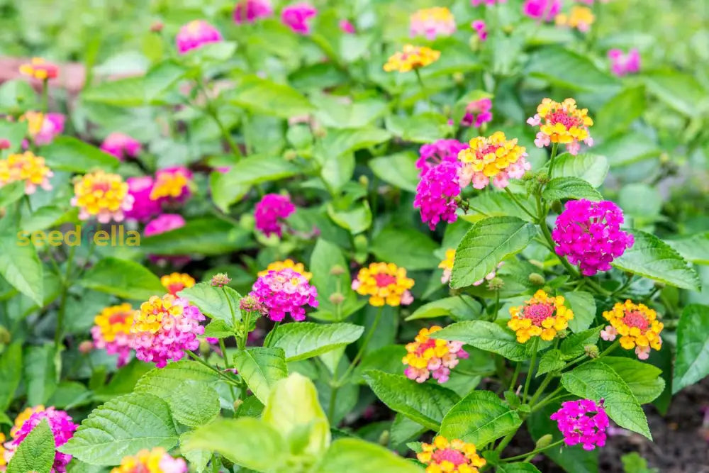 Lantana Mix Flower Planting Seeds For A Colorful Garden