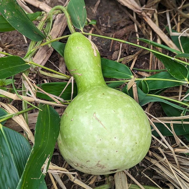 Large Bottle Gourd Birdhouse Pumpkin seeds for home gardens