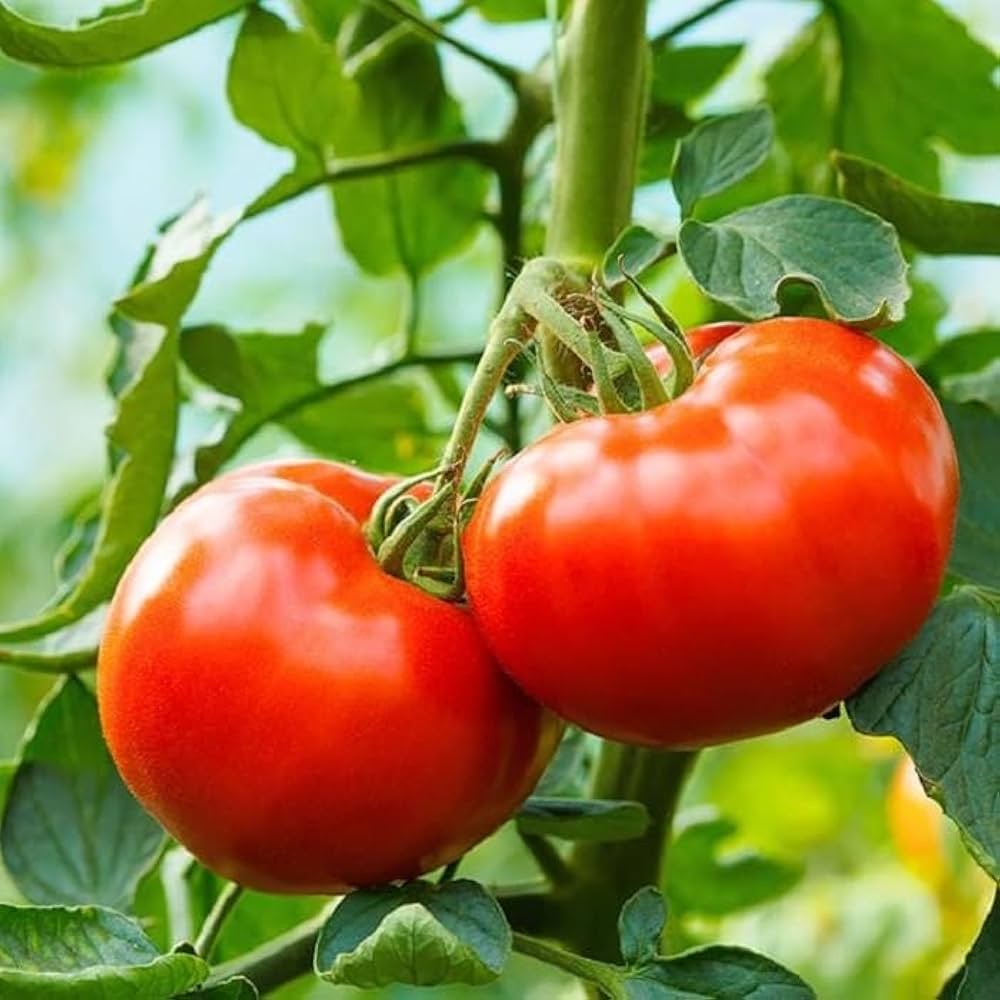 Large tomato plants grown from high quality seeds