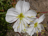 White Oenothera Flower Seeds for Planting - Elegant Annual Blooms