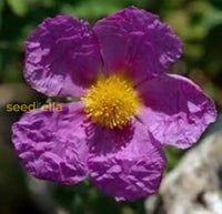 Lavender Creticus Flower Seeds For Planting - Aromatic Purple Blooms