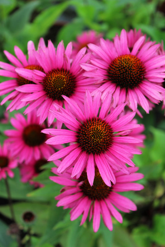 Lavender rose pink coneflower blooms in garden