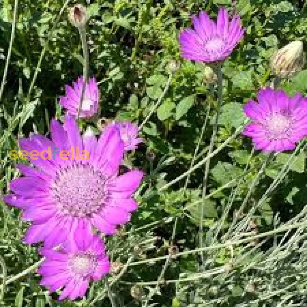 Lavender Xeranthemum Seeds For Planting - Annual Flower Vibrant Blooms