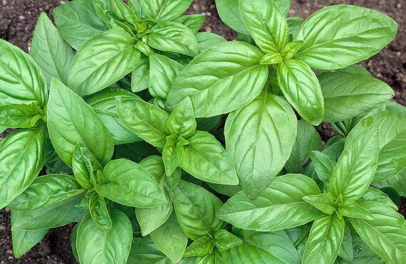 Lemon Basil white lavender flowers attracting pollinators