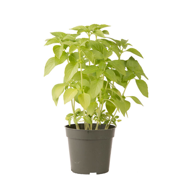 Mrs. Burns’ Lemon Basil grown from seeds in sunny container gardens