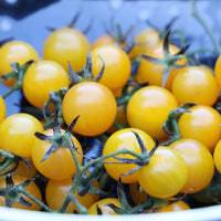 Lemon Boy tomato plant growing in an urban garden container