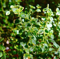 Lemon Thyme pink flowers attracting bees