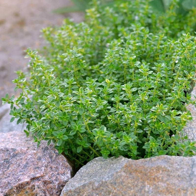 Lemon & Thyme seed mix ornamental herb blend