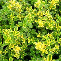 Lemon Thyme seeds Thymus citriodorus ornamental herb
