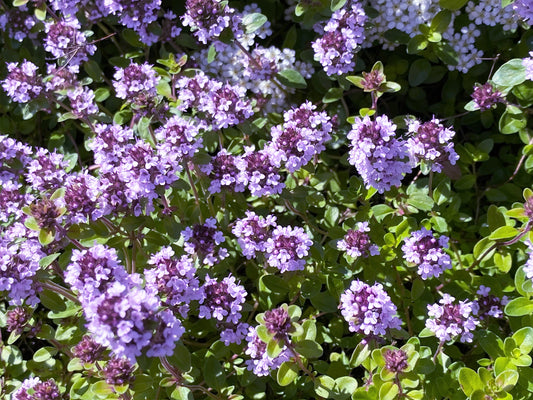 Lemon Thyme Used as Ground Cover and Border Plant