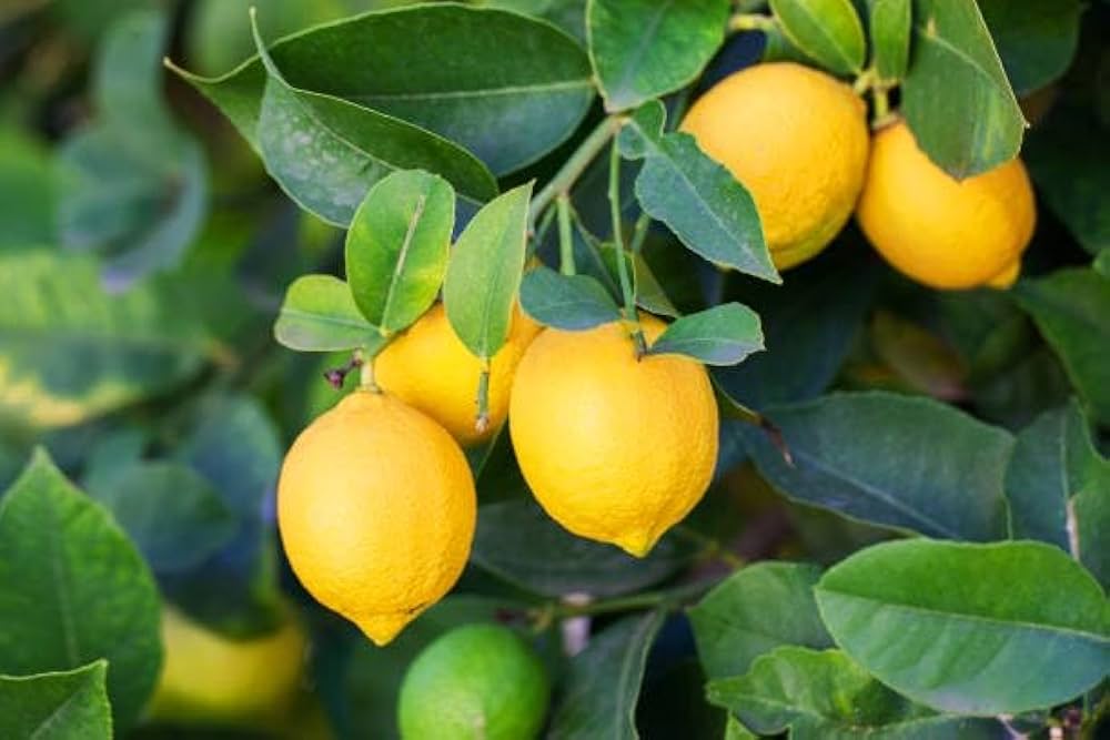 Planting guide for dark green lemon tree seeds