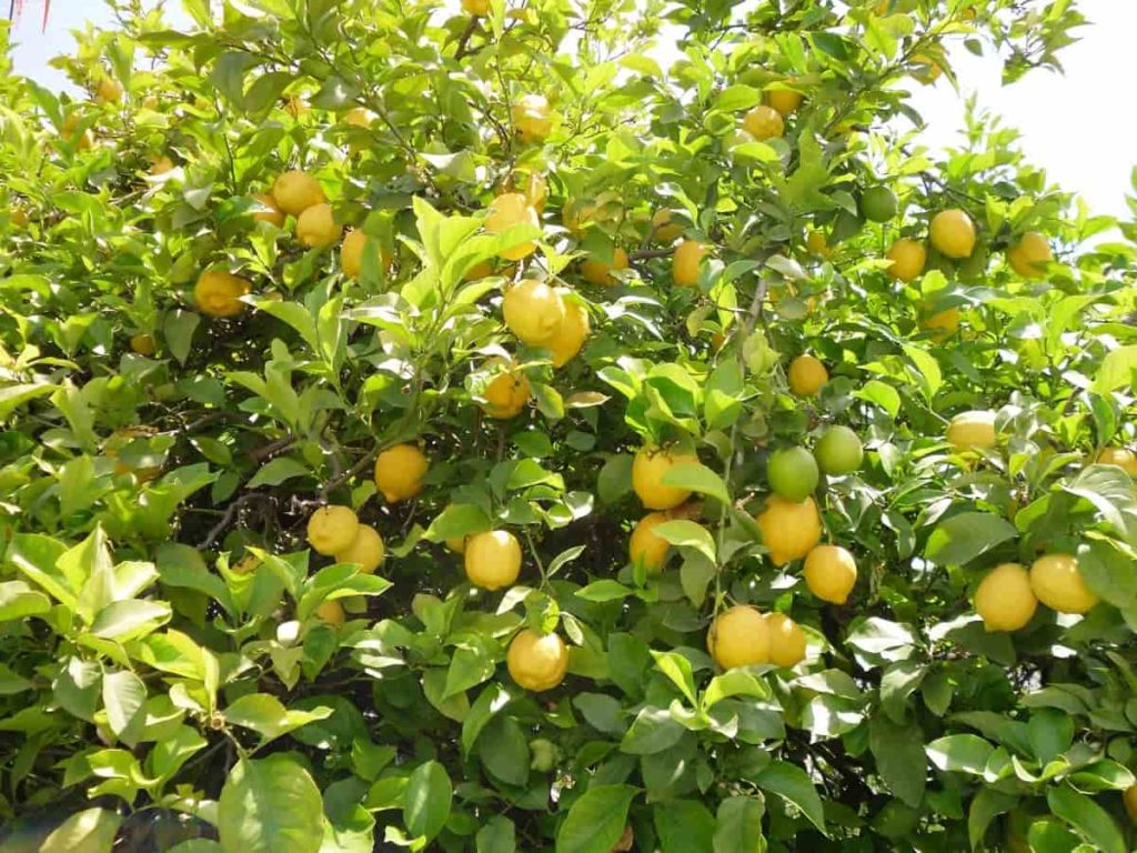 Lemon tree seeds dark green variety for planting