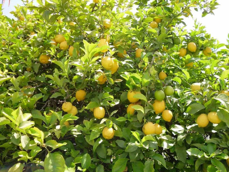 Lemon tree seeds dark green variety for planting