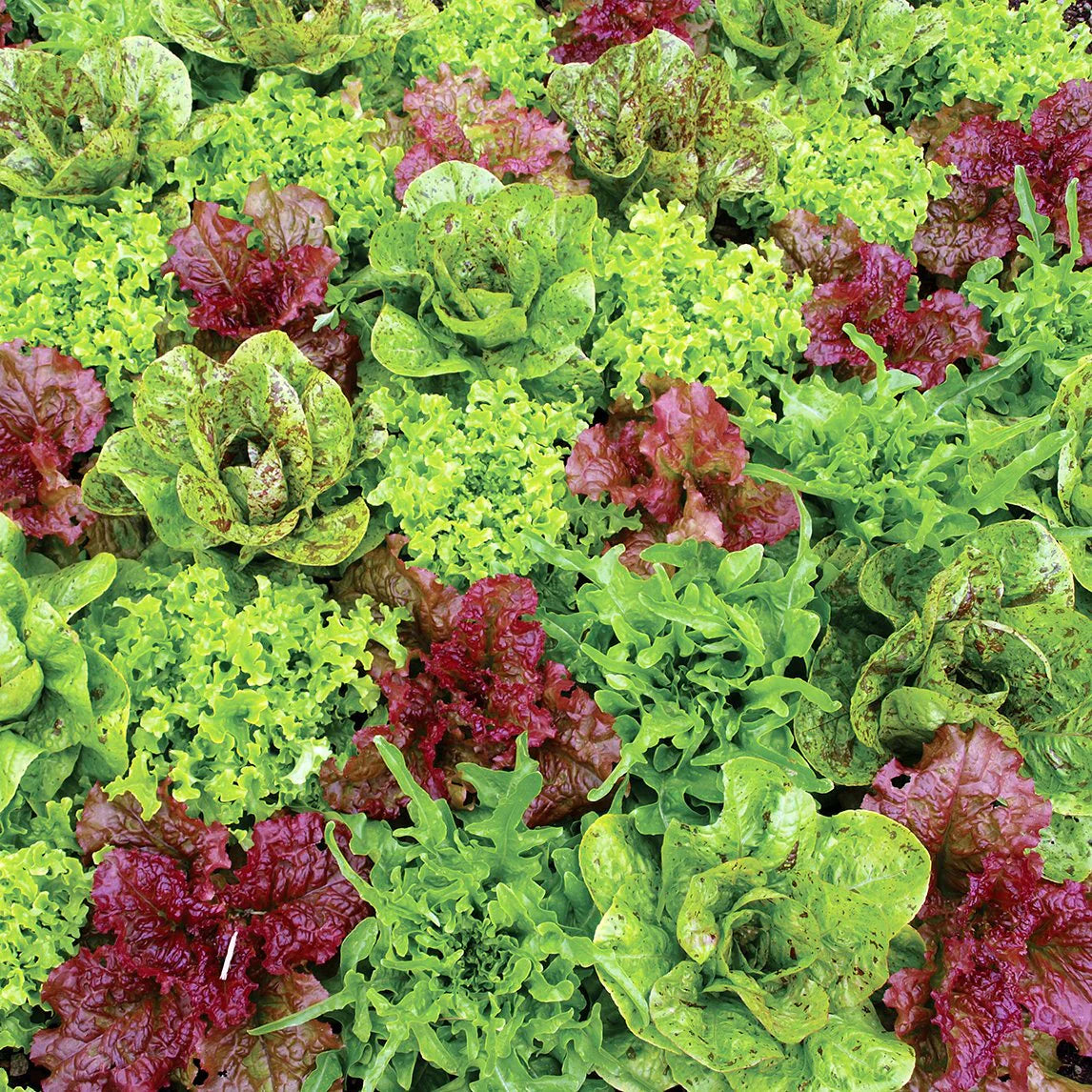 Lettuce Mix Seeds for Indoor Planting