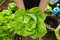 Closeup of high-quality Lactuca sativa lettuce seeds