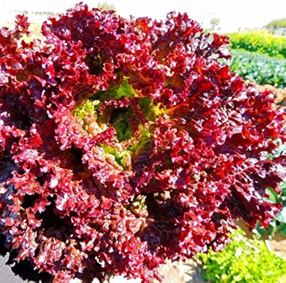 Lettuce seeds for home garden planting