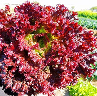 Lettuce seeds for home garden planting