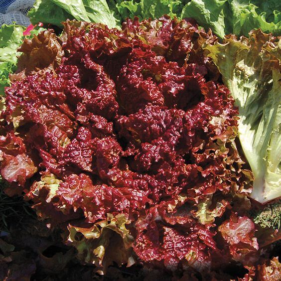 Red Lettuce Seeds for Planting  Fresh Garden Vegetables