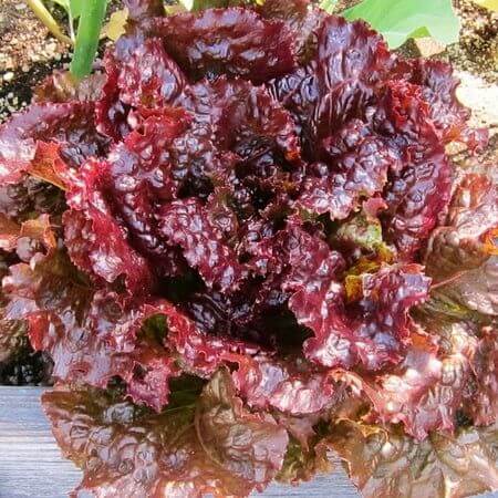 Red Lettuce Seeds for Planting  Fresh Garden Vegetables