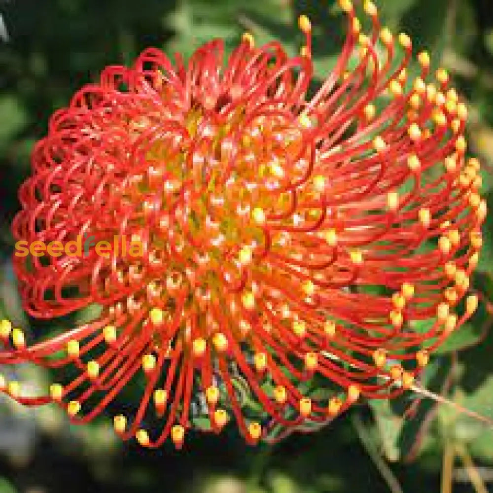 Leucospermum Cordifolium Seeds For Planting - Premium Flower Vibrant Blooms