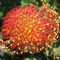 Leucospermum Cordifolium Seeds For Planting - Premium Flower Vibrant Blooms