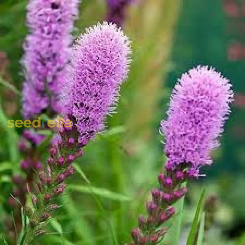 Liatris Flower Seeds For Planting  Vibrant Perennial Blooms
