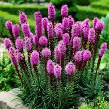 Liatris Flower Seeds For Planting  Vibrant Perennial Blooms