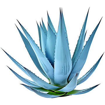 Light Blue Aloe Vera Seeds for Indoor and Outdoor Planting