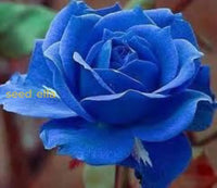 Light Blue Osiria Rose Seeds For Planting - Unique Flower Variety