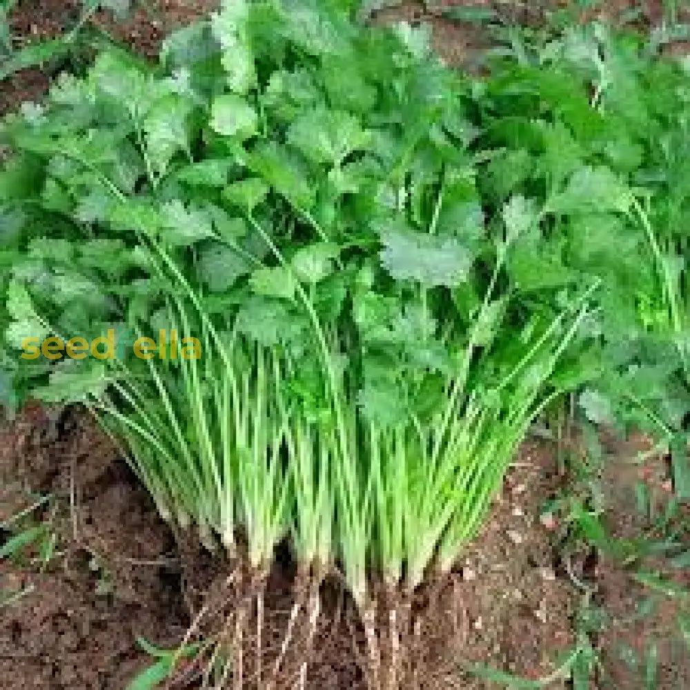 Light Green Cilantro Seeds – Heirloom Coriander Plant Variety