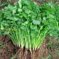 Light Green Cilantro Seeds – Heirloom Coriander Plant Variety
