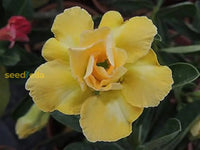 Light lemon adenium seeds for planting