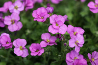 Light pink rock cress seeds for planting