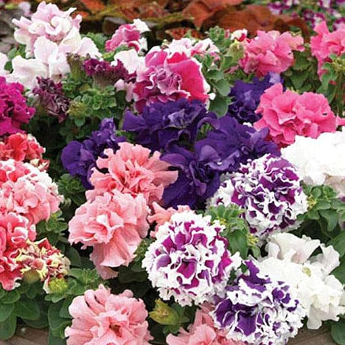 Light violet double-petal petunia seeds for planting