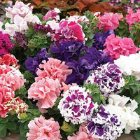 Light violet double-petal petunia seeds for planting