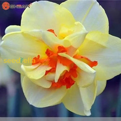 100 Pcs