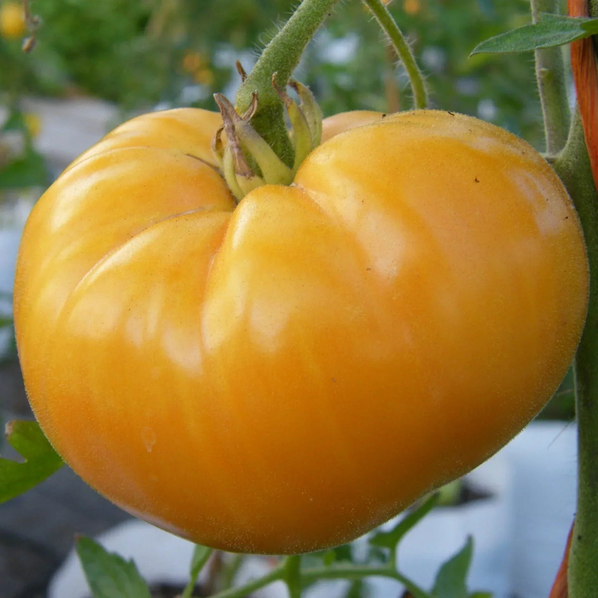 Light yellow giant tomato plant in garden