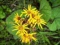Ligularia Flower Planting Seeds For Vibrant Garden Blooms