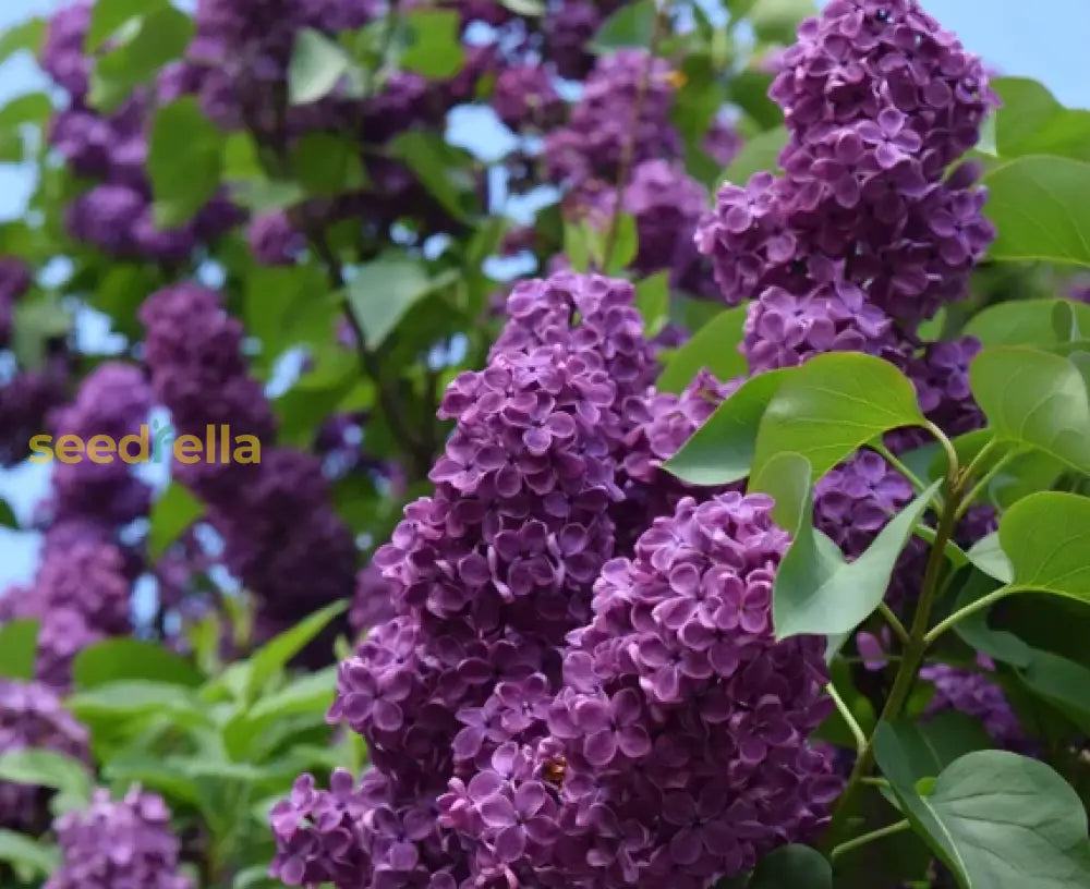 Lilac Purple Flower Planting Seeds - Perennial Garden Blooms