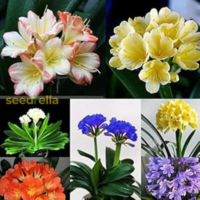 100 Pcs